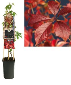 Parthenocissus Engelmannii