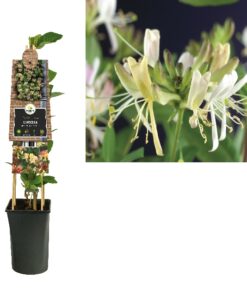 Lonicera Periclymenum Belgica