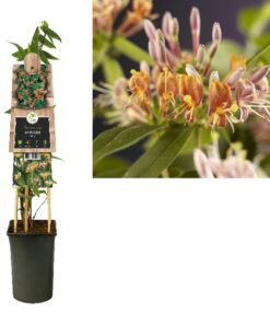 Lonicera Henryi