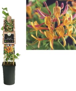 Lonicera Heckrottii American Beauty