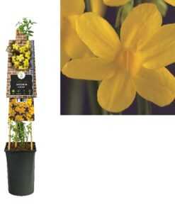 Jasminum Nudiflorum