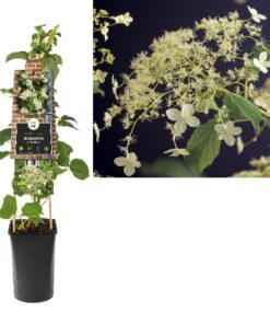 Hydrangea Anomala Petiolaris