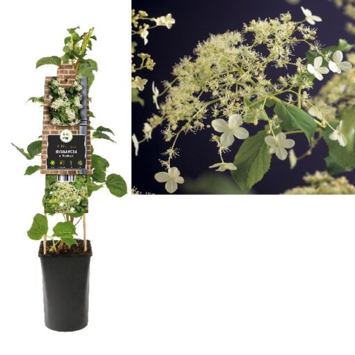 Hydrangea Anomala Petiolaris