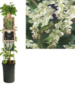 Fallopia Aubertii