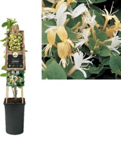 Lonicera Japonica Hall´S Prolific
