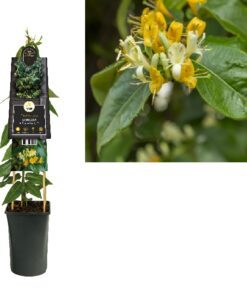 Lonicera Henryi Copper Beauty