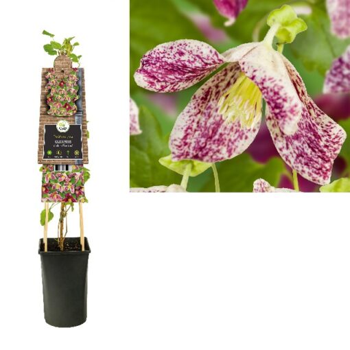 Clematis Cirrhosa Freckles