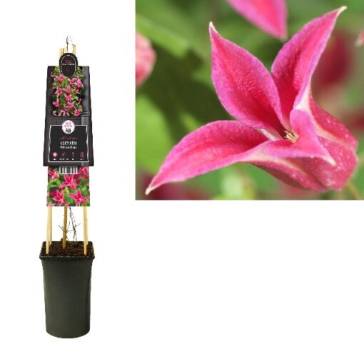 Clematis Princess Diana