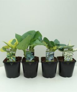Hosta Mix
