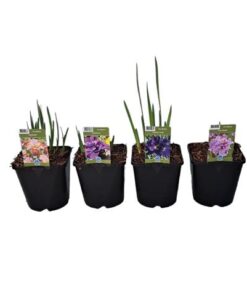 Iris Sibirica