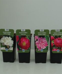Paeonia lactiflora