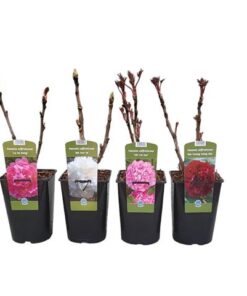 Paeonia x suffruticosa