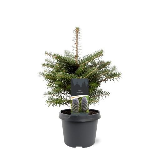 Abies Koreana (koreagran)