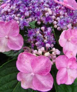 Hydrangea Macr. Endless Summer® Twist & Shout