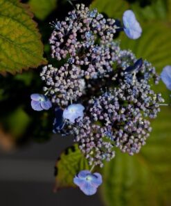 Hydrangea Serrata Veerle Noble®