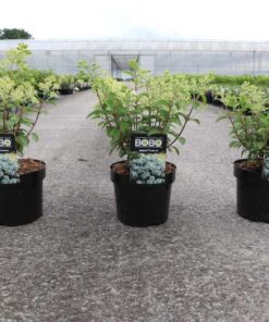 Hydrangea Pan. Bobo Noble®