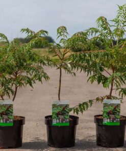 Rhus Glabra Laciniata