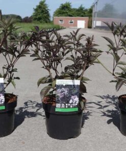 Sambucus Nigra Black Beauty©