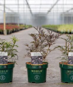 Sambucus Nigra Black Lace® Noble®