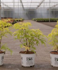 Sambucus Racemosa Welsh Gold®
