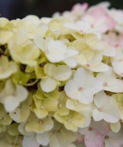 Hydrangea Pan. Fraise Melba Noble®
