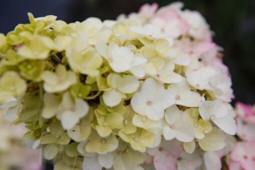 Hydrangea Pan. Fraise Melba Noble®