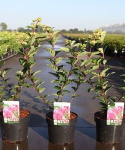 Hydrangea Pan. Framboisine®