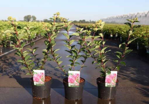 Hydrangea Pan. Framboisine®