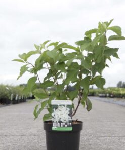 Hydrangea Pan. Great Star