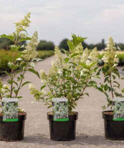 Hydrangea Pan. Kyushu