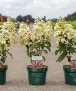 Hydrangea Pan. Pinky Winky©
