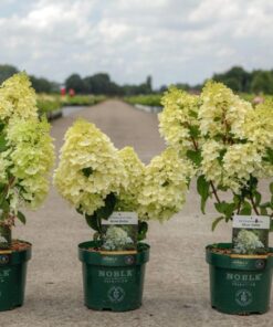 Hydrangea Pan. Silver Dollar Noble®