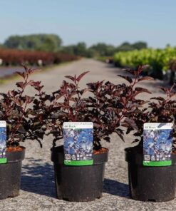 Physocarpus Opulifolius All Black