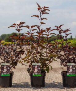 Physocarpus Opulifolius Lady In Red