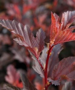Physocarpus Opulifolius Little Angel Noble©