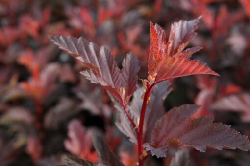 Physocarpus Opulifolius Little Angel Noble©