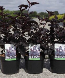 Physocarpus Opulifolius Midnight