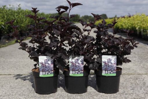 Physocarpus Opulifolius Midnight