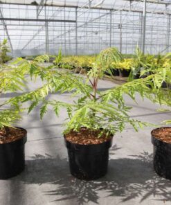Rhus Typinia Tiger Eyes® First Editions®