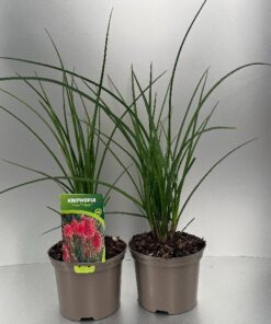Kniphofia Poco Red