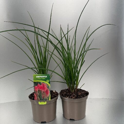 Kniphofia Poco Red