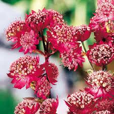 Astrantia Major Rubra