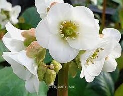 Bergenia Jelle