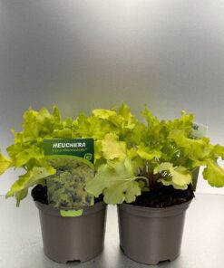 Heuchera Lime Marmalade