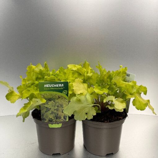 Heuchera Lime Marmalade