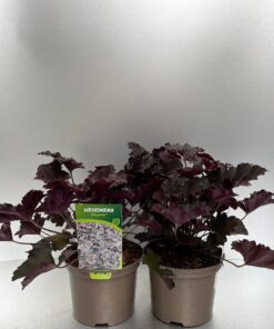 Heuchera Binoche