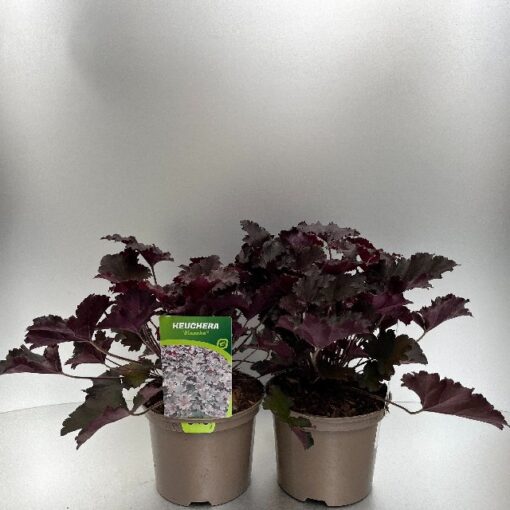 Heuchera Binoche