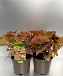 Heuchera Caramel