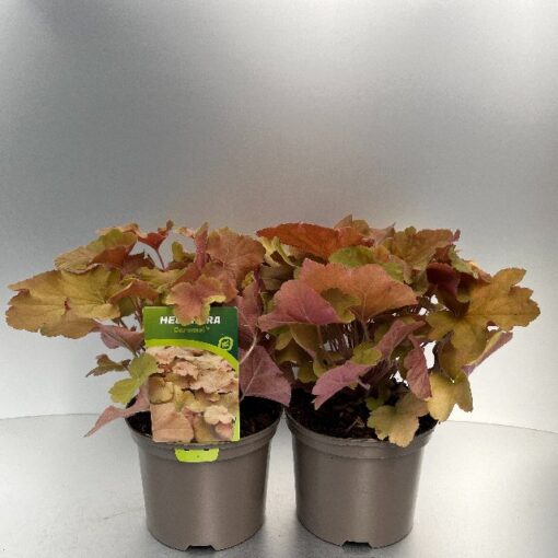 Heuchera Caramel