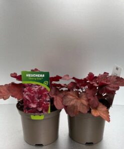 Heuchera Cherry Cola
